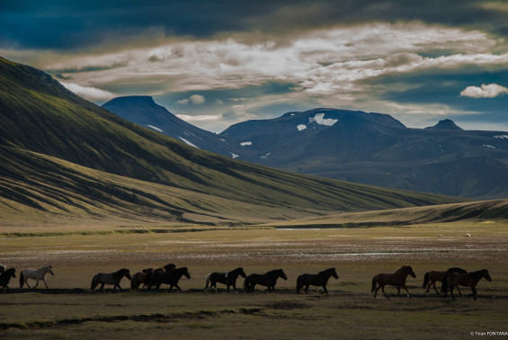 Chevaux sauvages en Islande (crédits Yoan Fontana)