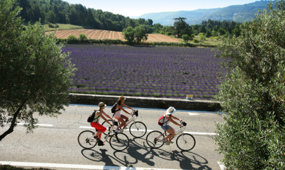 Lavandes, soleil, calmes : le vélo en Provence c'est le Paradis (crédit Nelson Valbrun)
