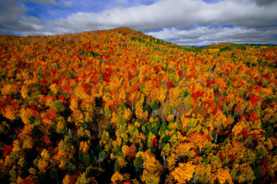 Forêt d’automne au Québec