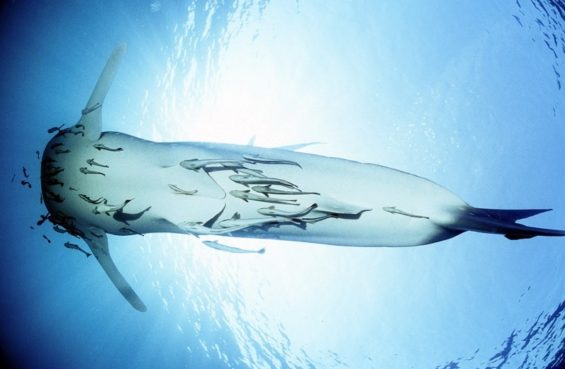 Requin baleine - Archipel des Mergui - Myanmar