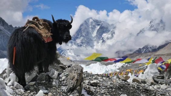 Nepal - Everest Green 2017