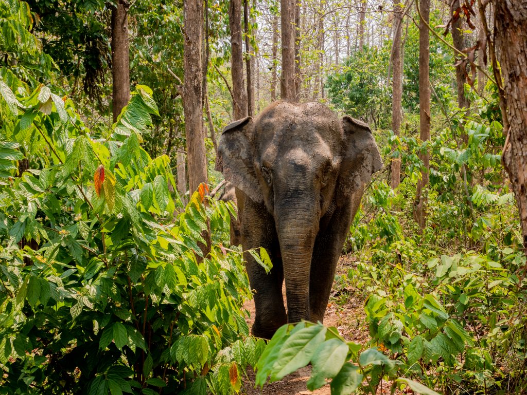 Elephants en Thaïlande