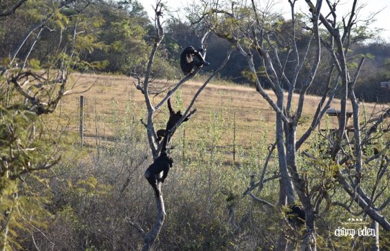 Chimp Eden - Afrique du Sud