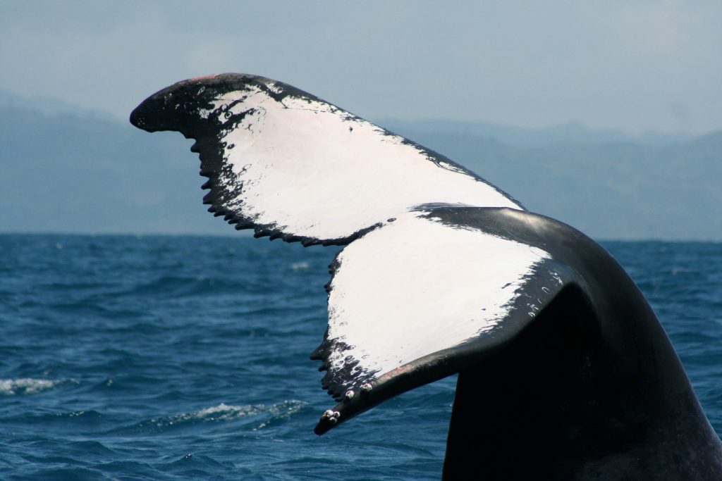 Une queue de baleine entrevue à Madagascar