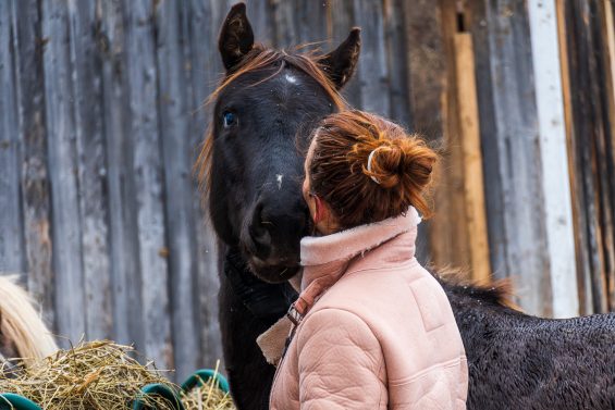 Regard malicieux de cheval