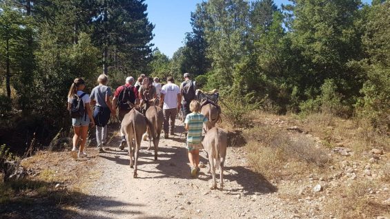 Sur un chemin forestier en Sardaigne, un groupe de dos se balade avec des ânes