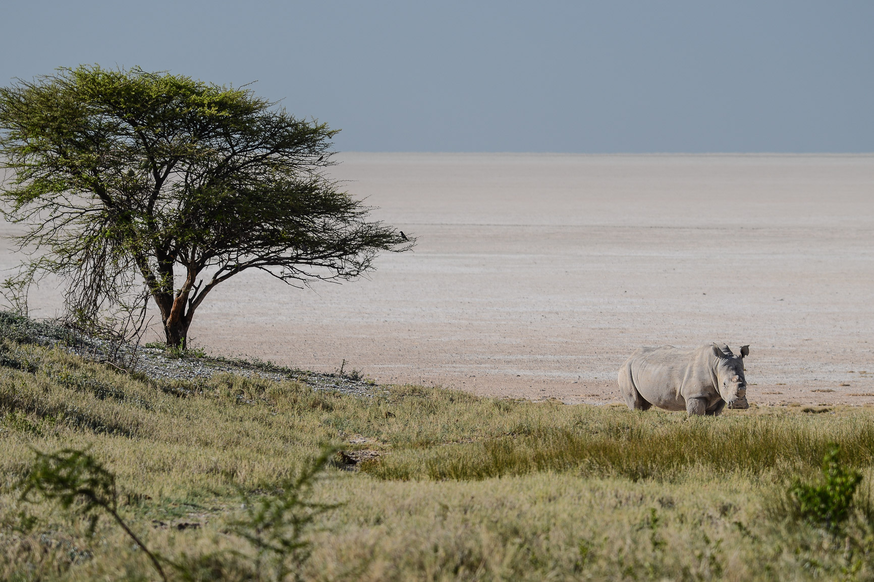 Furaha Tours & Safaris : L’agence Francophone Pour Découvrir La Namibie ...