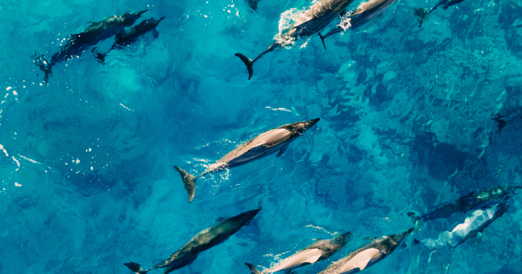 Un banc de dauphins à sataya au coeur de la mer rouge en egypte , photo prise par un drône