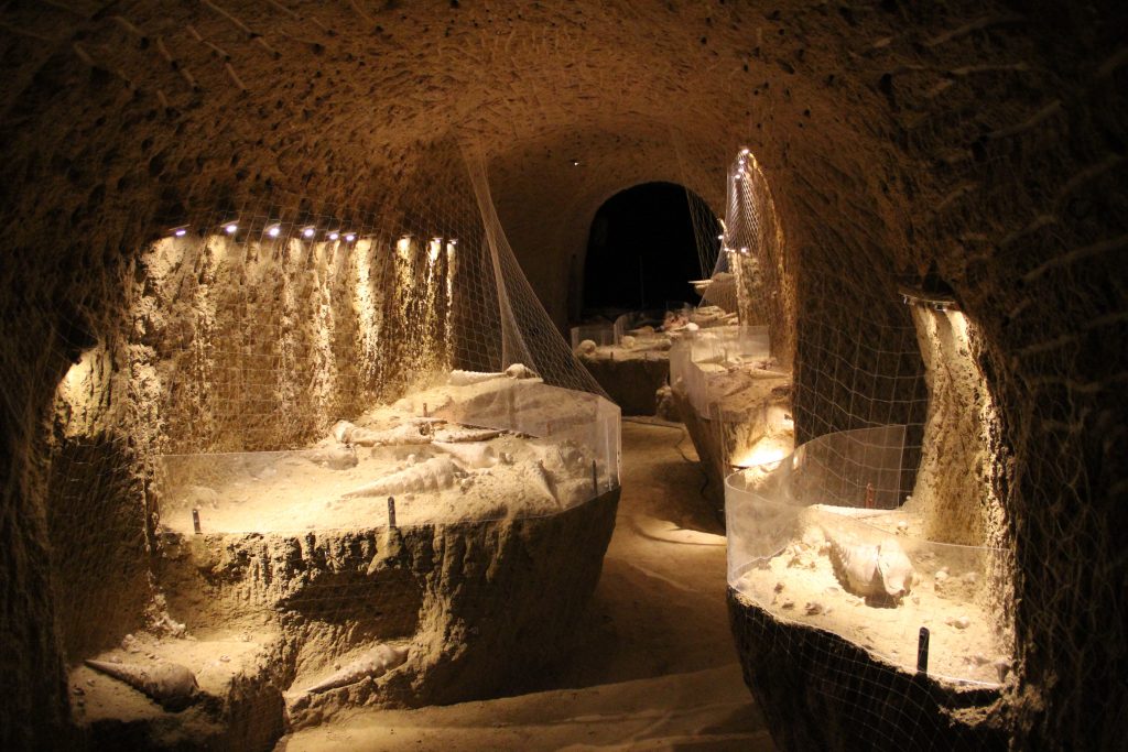 Visite de la Cave aux Coquillage, site fossilifère exceptionnel sous les vignes, foisonnant de coquillages vieux de plusieurs dizaines de millions d'années.