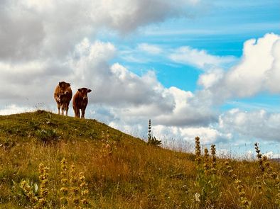 Article : Les routes gourmandes des montagnes du JURA