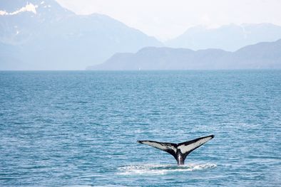 Article : Japon, Îles Féroé, Norvège... faut-il boycotter les pays pratiquant la chasse à la baleine ?