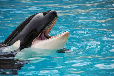 Article : Fermeture du Marineland d'Antibes, symbole d'une page qui se tourne