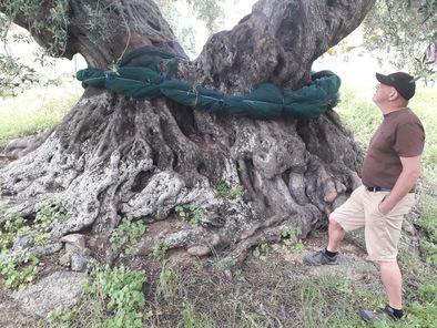 Article : Balade au cœur des arbres remarquables de Balagne