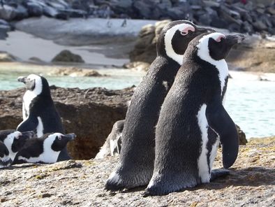 Article : Voyage Sauvage : concilier écotourisme, bien-être animalier et biodiversité !