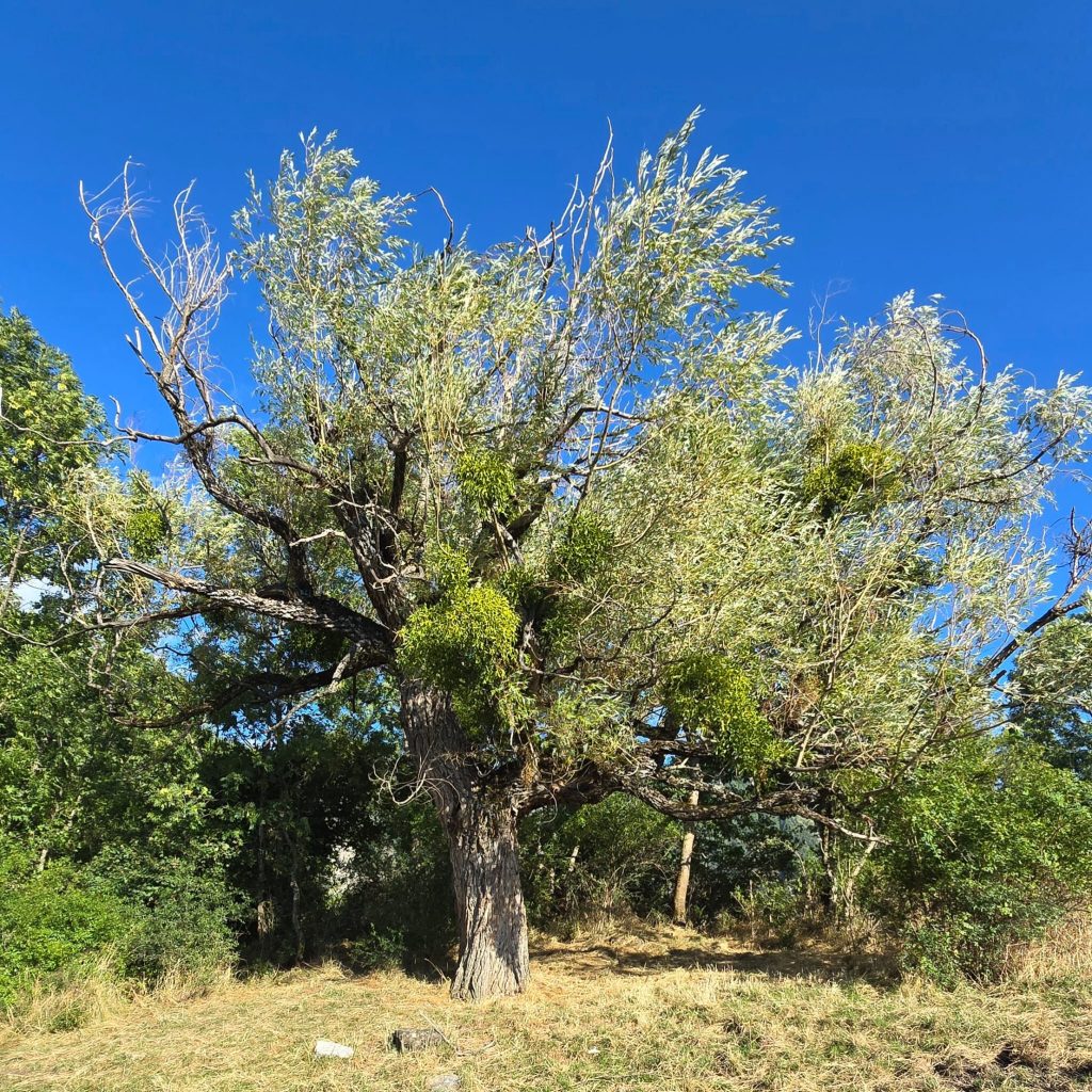 Saule rieur insolite en randonnée à La Javie, Alpes-de-Haute-Provence