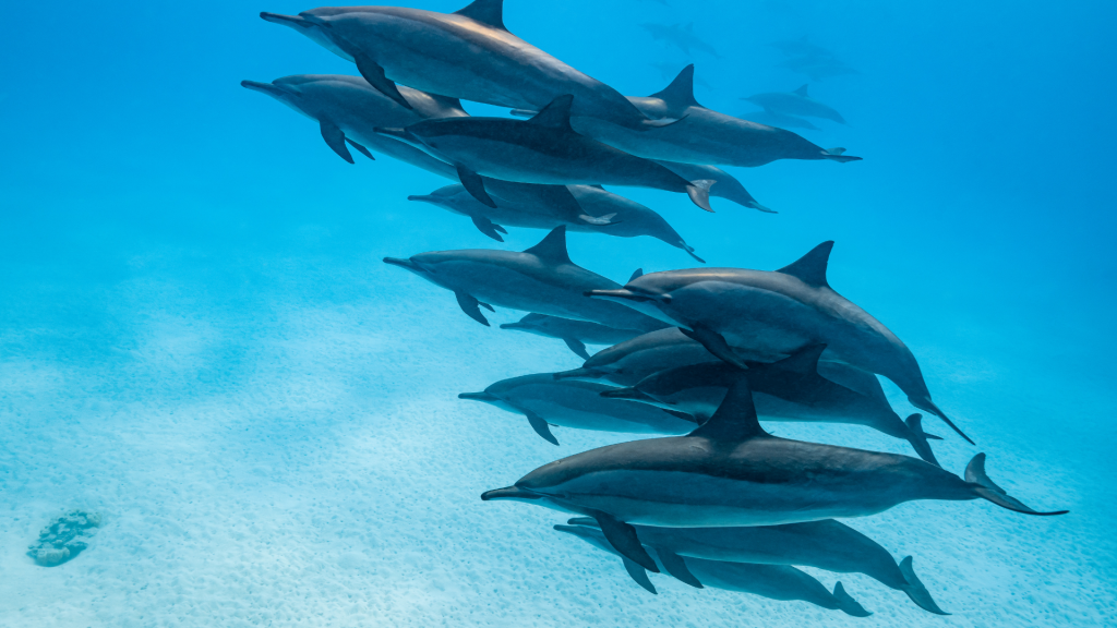 Groupe de dauphins nageant dans les eaux de Sataya en mer Rouge
