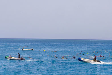 Article : Dauphins de Sataya : Valérie poursuit son combat contre le surtourisme en Égypte
