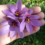 safran-fleurs