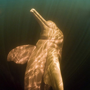 le dauphin d’eau douce