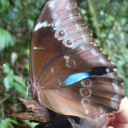 papillon tropical du Xixuau