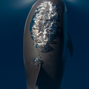 Dauphin bleu et blanc (Stenella coeruleoalba) sur mer d'huile, au large des côtes varoises - Sortie d'observation et d'étude des cétacés avec Manga Vagabonde (Copyright Stéphanie Vigetta)