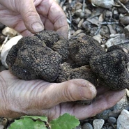 Cavage de truffes