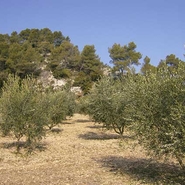 oliveraie-jas-de-la-jacourelle