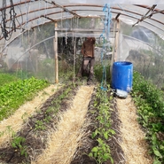 les tomates en ubaye
