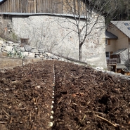 semis de petits pois dans la vallée de l'ubaye proche barcelonnette