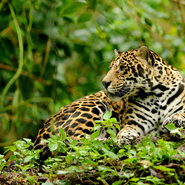 Jaguar dans la  peninsule de Osa