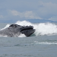 parc marino ballena baleine a bosses