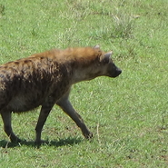 Hyène au Kenya