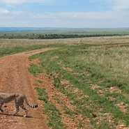 guépard Kenya