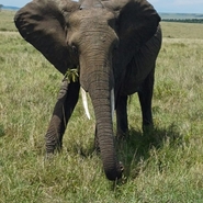 éléphant Kenya