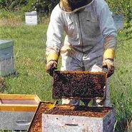 apiculure-ruchers-la-bonnechere