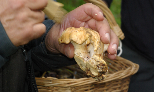 Nature. Le secret des champignons : comment poussent-ils ?