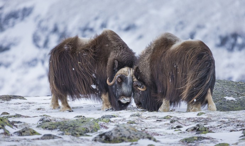 Voyage Esprit Nature Norvege Les Boeufs Musques Au Coeur De L Hiver Arctique